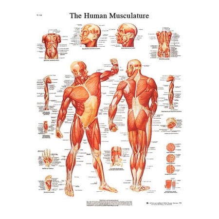 Fabrication Enterprises 3B Anatomical Chart - Musculature, Laminated 12-4614L